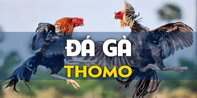 SV388 Đá Gà Thomo - Sân Chơi Tỷ Đô Hàng Triệu Người Mê 6 Cá Cược Chuyên Nghiệp SV388 Đá Gà Thomo