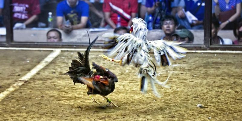 Đá Gà Trực Tiếp C4 SV388 - Trường Gà Triệu View Siêu Bùng Nổ 5 Đá gà trực tiếp C4 SV388 Mỏ Vàng Cho Dân Mê Gà