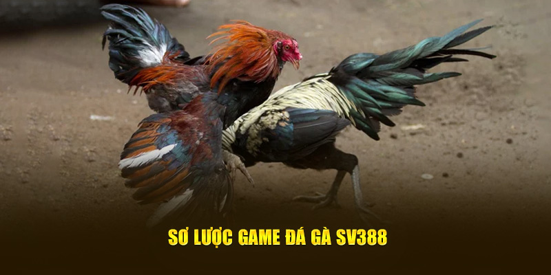 SV388 Đá Gà Thomo - Sân Chơi Tỷ Đô Hàng Triệu Người Mê 5 Cá Cược Chuyên Nghiệp SV388 Đá Gà Thomo